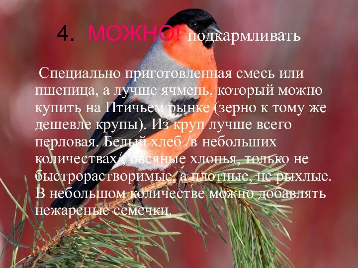 4. МОЖНО! подкармливать Специально приготовленная смесь или пшеница, а лучше ячмень, который