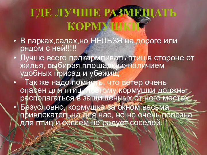 ГДЕ ЛУЧШЕ РАЗМЕЩАТЬ КОРМУШКИ В парках,садах,но НЕЛЬЗЯ на дороге или рядом с