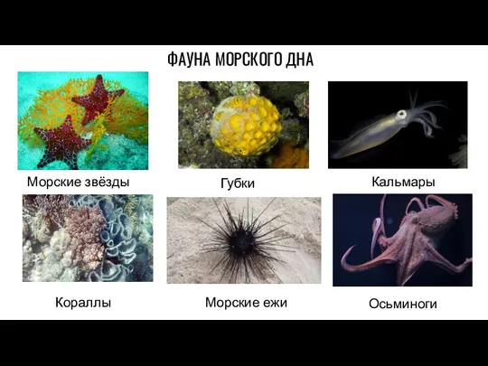 ФАУНА МОРСКОГО ДНА Морские звёзды Губки Кальмары Кораллы Морские ежи Осьминоги