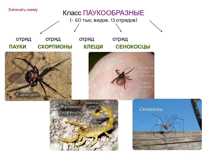 Класс ПАУКООБРАЗНЫЕ (~ 60 тыс. видов. 13 отрядов) отряд отряд отряд отряд