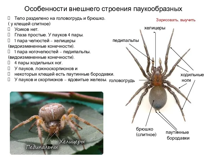 Особенности внешнего строения паукообразных Тело разделено на головогрудь и брюшко. ( у