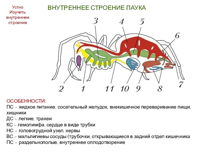 ВНУТРЕННЕЕ СТРОЕНИЕ ПАУКА Устно Изучить внутреннее строение ОСОБЕННОСТИ: ПС – жидкое питание,