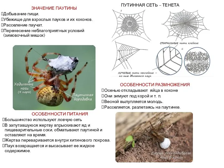 ЗНАЧЕНИЕ ПАУТИНЫ Добывание пищи. Убежище для взрослых пауков и их коконов. Расселение