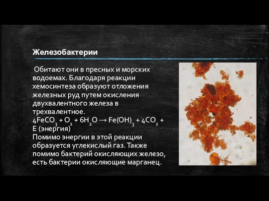 Железобактерии Обитают они в пресных и морских водоемах. Благодаря реакции хемосинтеза образуют