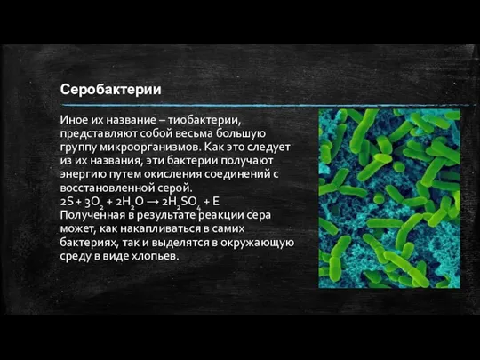 Серобактерии Иное их название – тиобактерии, представляют собой весьма большую группу микроорганизмов.