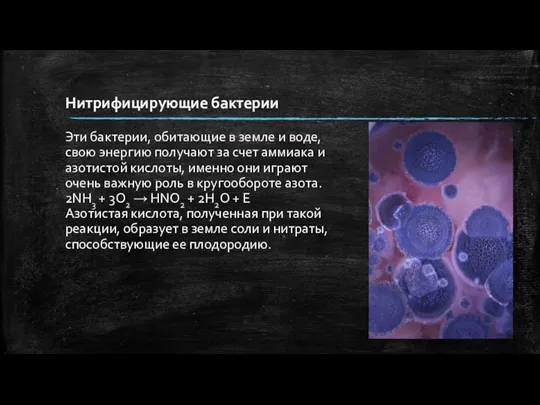 Нитрифицирующие бактерии Эти бактерии, обитающие в земле и воде, свою энергию получают