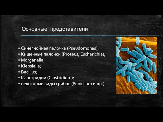 Основные представители Синегнойная палочка (Pseudomonas); Кишечные палочки (Proteus, Escherichia); Morganella; Klebsiella; Bacillus;