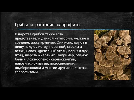 Грибы и растения-сапрофиты В царстве грибов также есть представители данной категории: мелкие