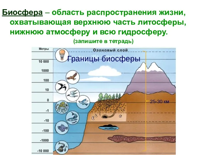 Биосфера – область распространения жизни, охватывающая верхнюю часть литосферы, нижнюю атмосферу и