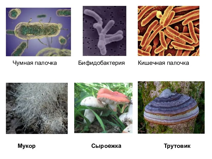Чумная палочка Бифидобактерия Кишечная палочка Мукор Сыроежка Трутовик