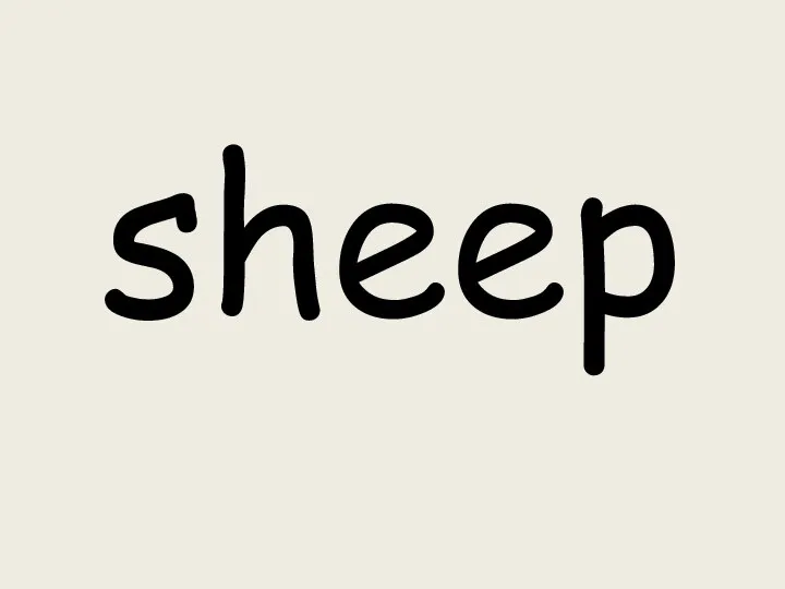 sheep