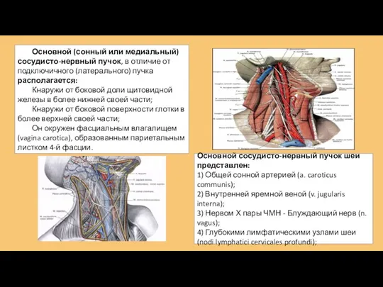Основной сосудисто-нервный пучок шеи представлен: 1) Общей сонной артерией (a. caroticus communis);