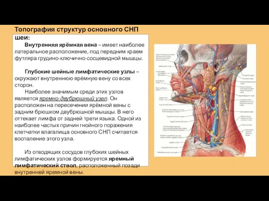 Топография структур основного СНП шеи: Внутренняя ярёмная вена – имеет наиболее латеральное