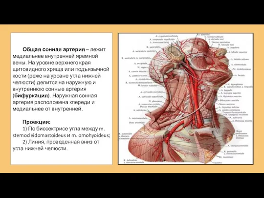 Общая сонная артерия – лежит медиальнее внутренней яремной вены. На уровне верхнего