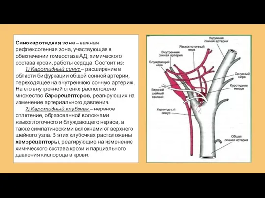 Синокаротидная зона – важная рефлексогенная зона, участвующая в обеспечении гомеостаза АД, химического