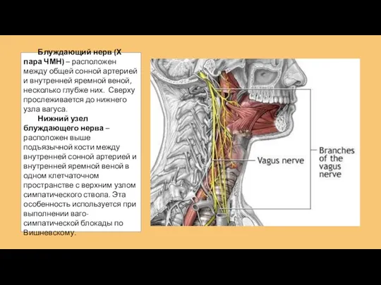 Блуждающий нерв (Х пара ЧМН) – расположен между общей сонной артерией и
