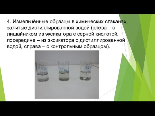 4. Измельчённые образцы в химических стаканах, залитые дистиллированной водой (слева – с