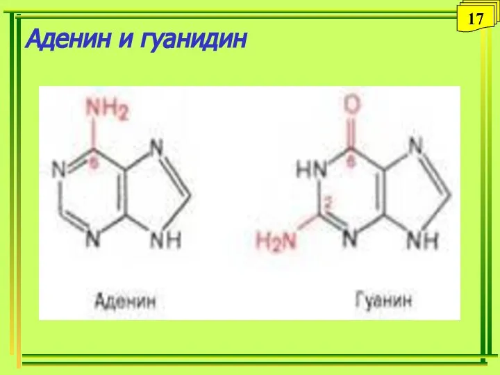 Аденин и гуанидин 17