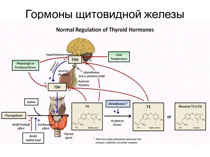 Гормоны щитовидной железы