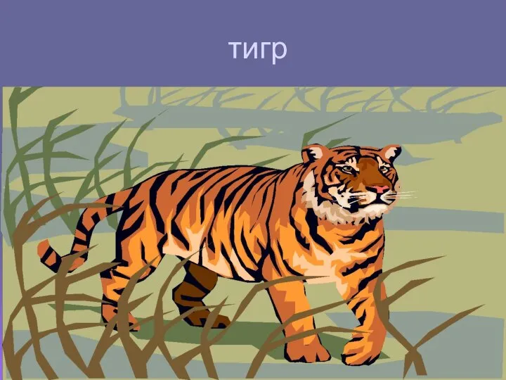 тигр