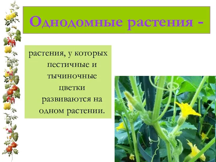 Однодомные растения - растения, у которых пестичные и тычиночные цветки развиваются на одном растении.