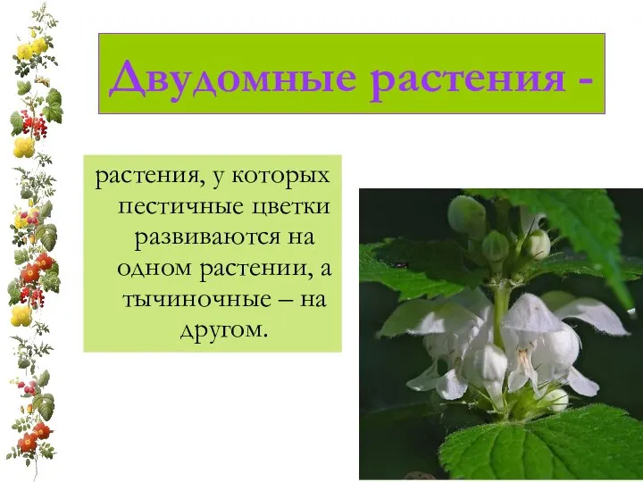 Двудомные растения - растения, у которых пестичные цветки развиваются на одном растении,