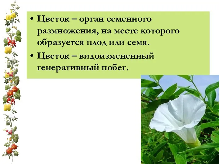 Цветок – орган семенного размножения, на месте которого образуется плод или семя.