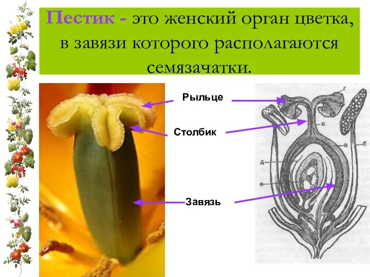 Пестик - это женский орган цветка, в завязи которого располагаются семязачатки. Рыльце Столбик Завязь