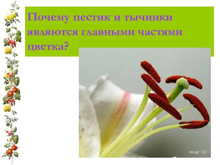 Почему пестик и тычинки являются главными частями цветка?