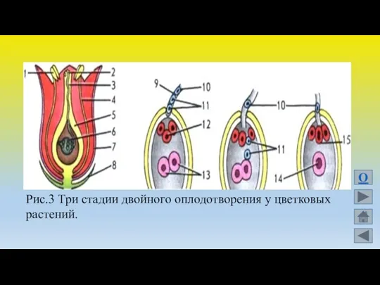 Рис.3 Три стадии двойного оплодотворения у цветковых растений. О