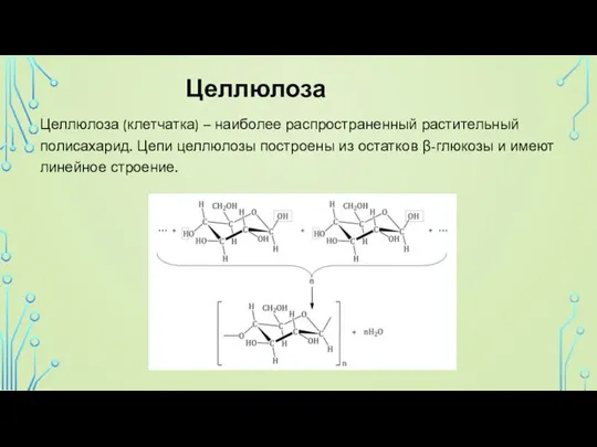 Целлюлоза Целлюлоза (клетчатка) – наиболее распространенный растительный полисахарид. Цепи целлюлозы построены из
