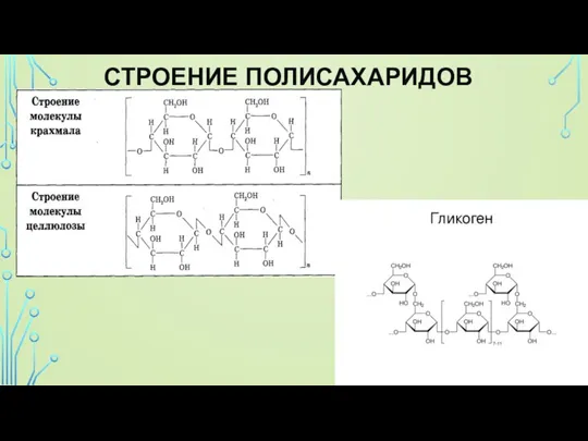 СТРОЕНИЕ ПОЛИСАХАРИДОВ