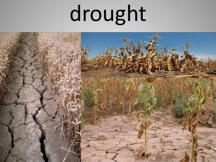 drought