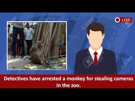 Detectives have arrested a monkey for stealing cameras in the zoo.