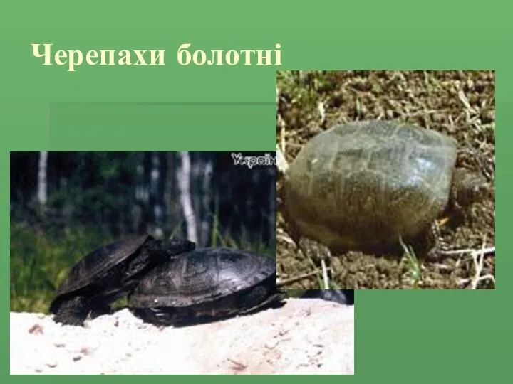 Черепахи болотні