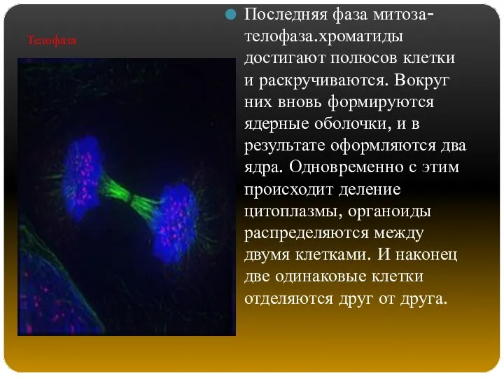 Последняя фаза митоза- телофаза.хроматиды достигают полюсов клетки и раскручиваются. Вокруг них вновь