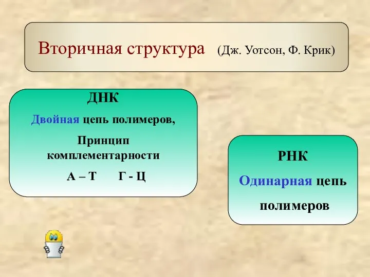 Вторичная структура (Дж. Уотсон, Ф. Крик) ДНК Двойная цепь полимеров, Принцип комплементарности