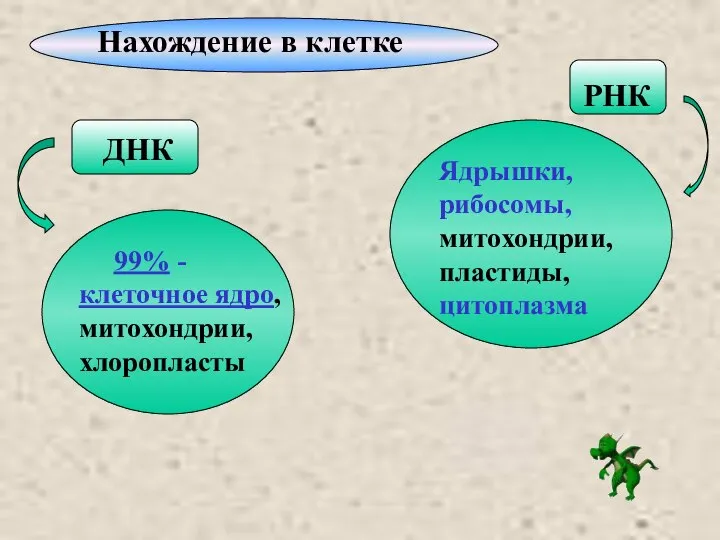 Нахождение в клетке ДНК РНК 99% - клеточное ядро, митохондрии, хлоропласты Ядрышки, рибосомы, митохондрии, пластиды, цитоплазма