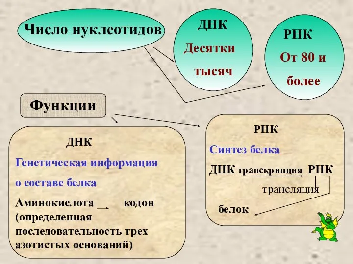 Число нуклеотидов ДНК Десятки тысяч РНК От 80 и более Функции