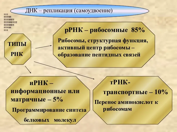 ДНК – репликация (самоудвоение)