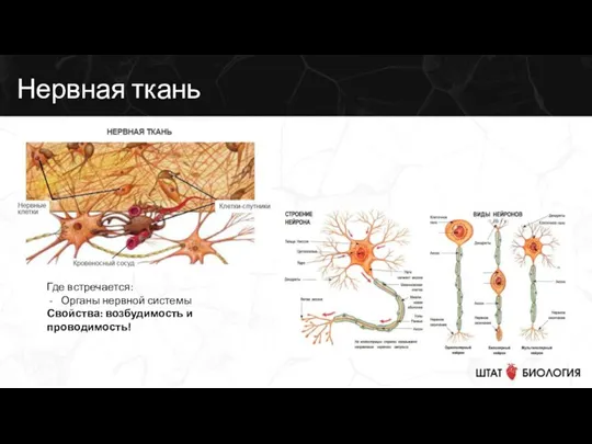 Нервная ткань Где встречается: Органы нервной системы Свойства: возбудимость и проводимость!