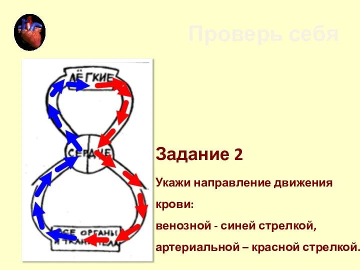 Задание 2 Укажи направление движения крови: венозной - синей стрелкой, артериальной – красной стрелкой. Проверь себя