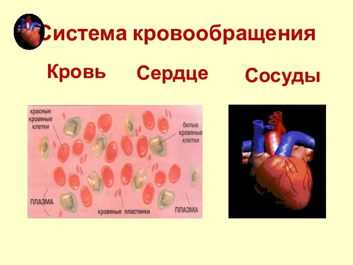 Система кровообращения Кровь Сердце Сосуды
