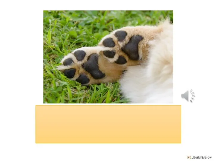 paw