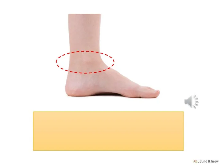 ankle