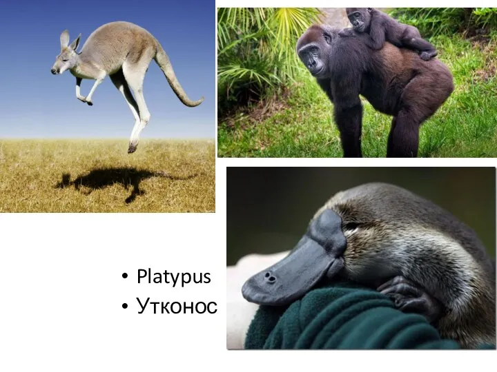 Platypus Утконос