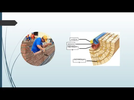 нерв вена артерия остеоцит