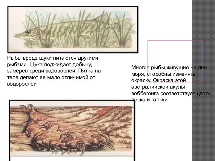 . Рыбы вроде щуки питаются другими рыбами. Щука поджидает добычу, замерев среди