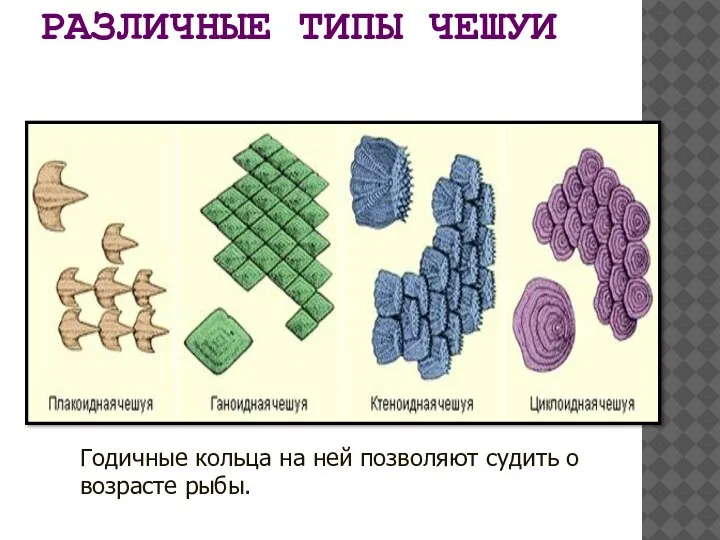 РАЗЛИЧНЫЕ ТИПЫ ЧЕШУИ Годичные кольца на ней позволяют судить о возрасте рыбы.