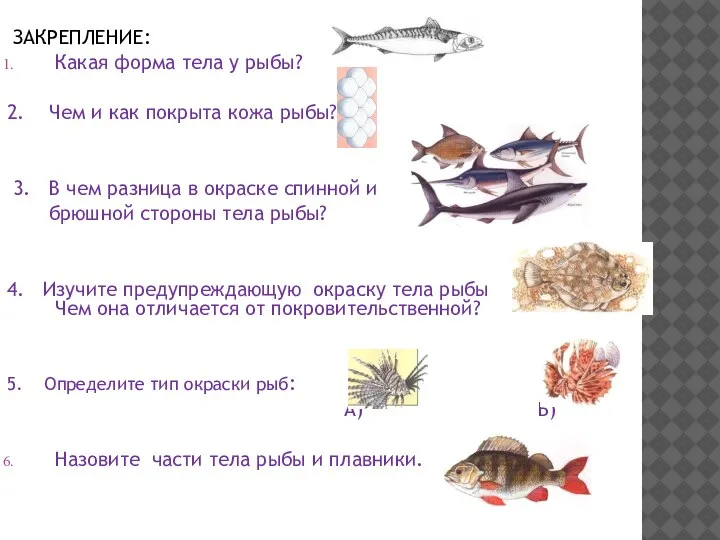 ЗАКРЕПЛЕНИЕ: Какая форма тела у рыбы? 2. Чем и как покрыта кожа